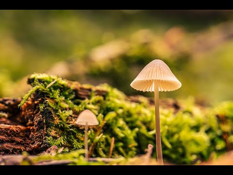 Das Haus der Lügen von J. Feelding | Vollständiges Hörbuch | Psychothriller & Spannung