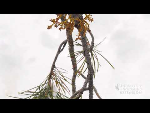Mistletoespruce Tree