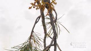 Dwarf Mistletoe | From the Ground Up
