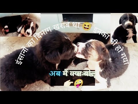 अब मैं क्या बोलू👉🏻🤪#youtubevideo  cute  doglove Dog like animal lover