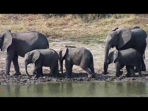 Djuma: Elephants getting drink at the dam - 14:43 - 08/28/20