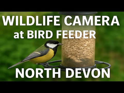Wildlife Camera at Bird Feeder | North Devon Holiday Cottage Nature Watch