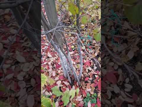 vând afin canadian soi martin.