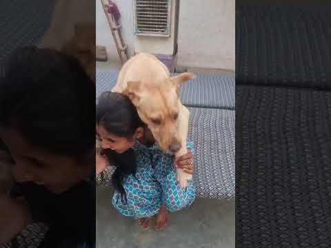 Today again Sheru bit Sonu and established his complete dominance over him. #sharpologist #lateef