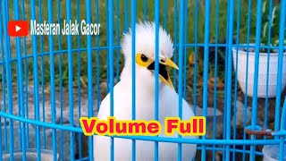 Download lagu Masteran Jalak Putih Full Isian Tembakan - Jalak Putih Jantan Gacor mp3