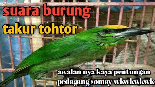 Download lagu burung tohtor gacor mp3