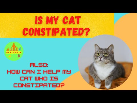 Is my Cat constipated? | How can I help a Cat who is constipated?