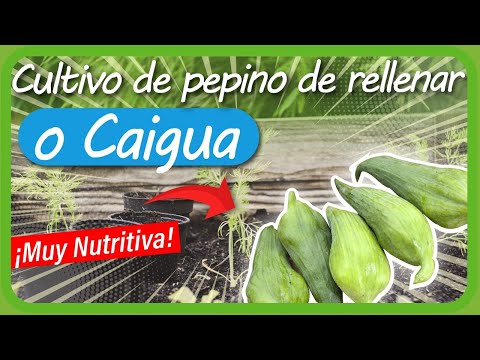 , title : 'Cultivo de PEPINO de Rellenar o CAIGUA en la HUERTA CASERA'