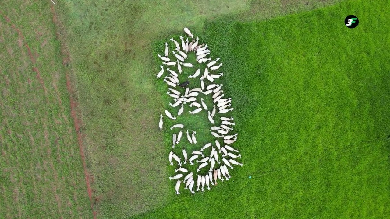PASTEJO ULTRADENSO - Nutrição