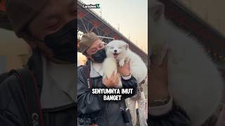 Download lagu When a Fox Is Truly Affectionate mp3 Download lagu When a Fox Is Truly Affectionate mp3