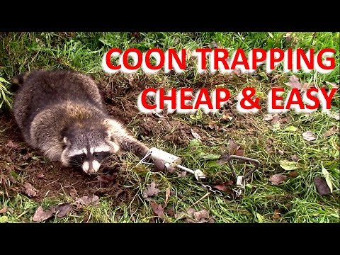 Coon Trapping - Cheap and Easy (Overnight Success)