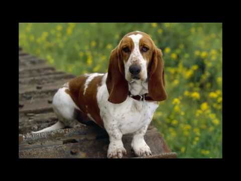 ТЫ НЕ ПОВЕРИШЬ!.Но.....5 Собак,которые плохо поддаются дрессировке!