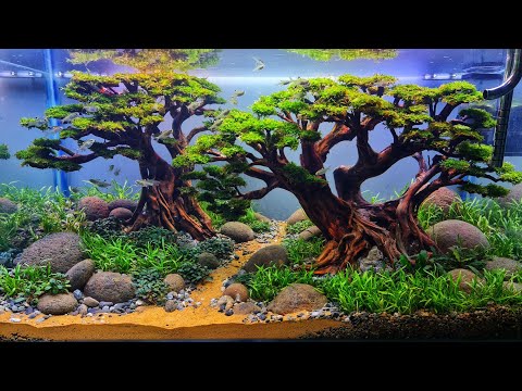 Bonsai Aquascape beringin kembar