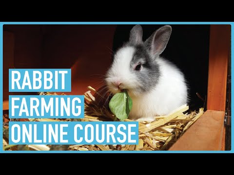 Profitable Pig Farming and Best Practices for success Course Outline