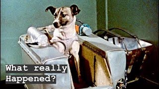 Laika - The first dog to orbit earth