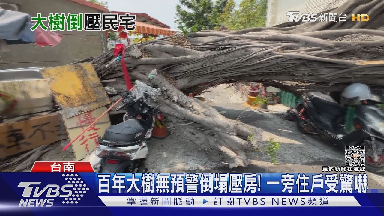 百年大樹突倒塌!20米樹幹壓垮民宅雨遮、圍牆 幸無人傷亡