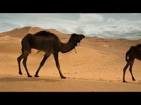 #petskingdomcatsdogs#- ¢ 1, Top 30 Amazing Facts About Camels - ws = Interesting Facts About Camels