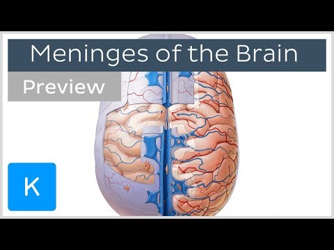Meninges of the Brain Overview (preview) - Human Anatomy | Kenhub