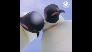 Penguins do a real life selfie