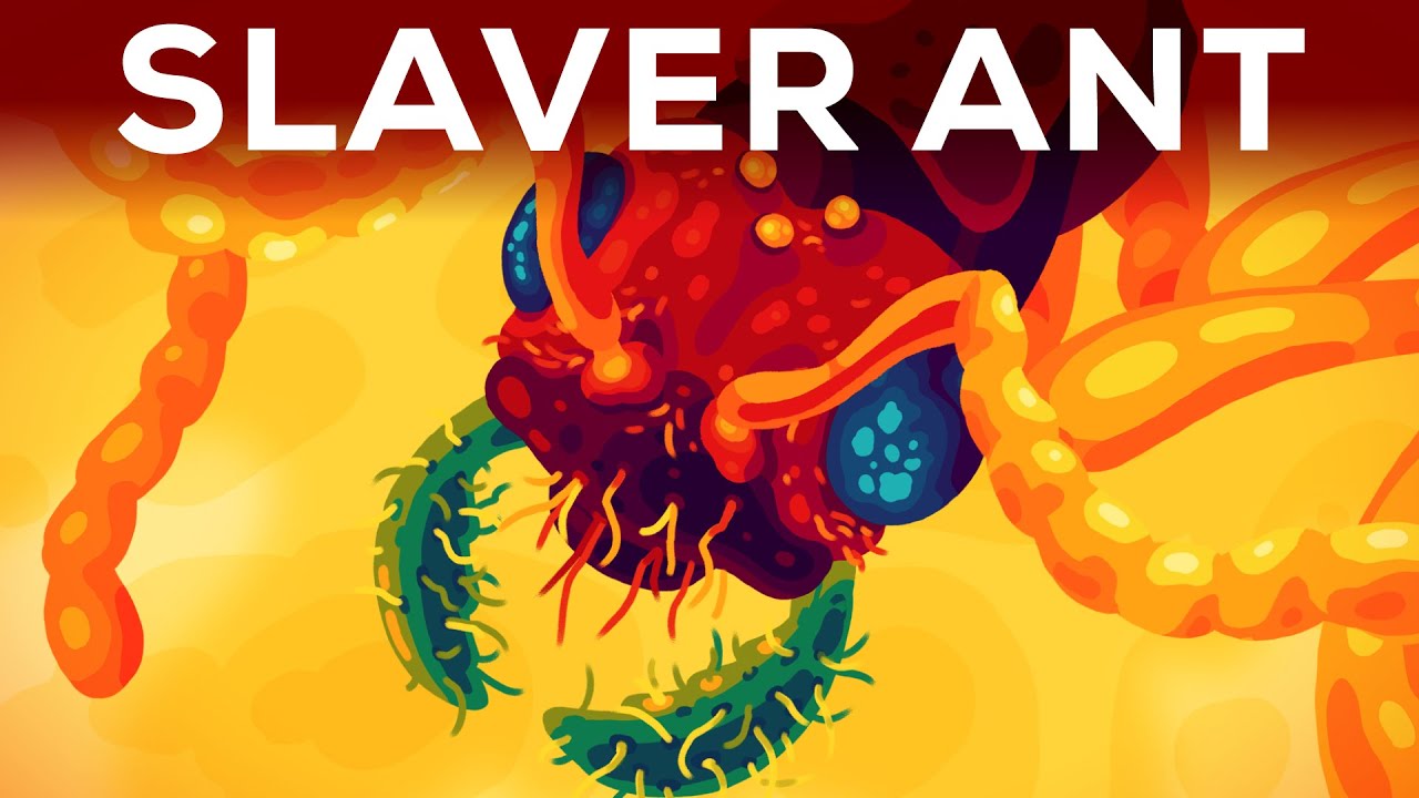 The Most Brutal Ant: The Slaver Ant Polyergus