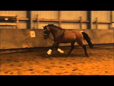 5j Wallach v. Nemax x Black Boy