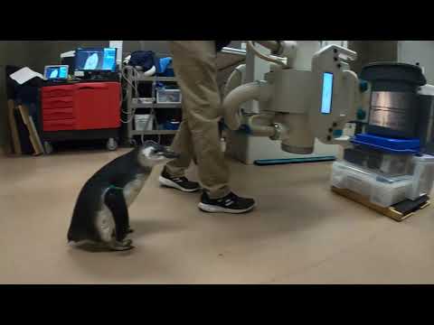 Penguins Get X Rays