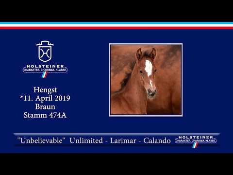 Holsteiner Fohlenauktion am 15. Juni 2019 | Nr. 23 - Unbelievable v. Unlimited-Larimar