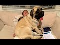 When Your Big Dog Thinks He S A BABY Funny Dog And Human