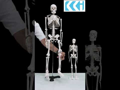 PVC Human Skeleton Model