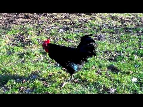 Krähender schwarzer Hahn