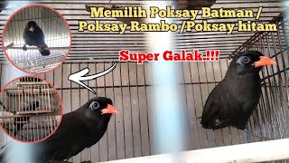 Download lagu How to choose Poksay Rambo / Poksay Batman / Poksay Hitam at the ombyokan market mp3