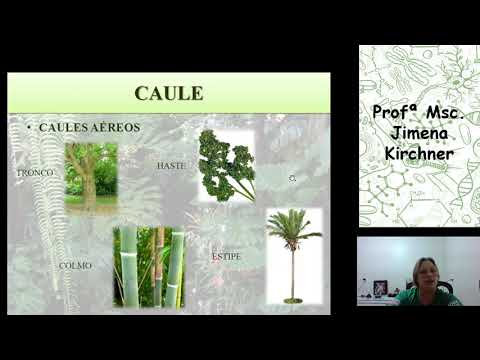 Biologia 3° EM - Organologia Vegetal - Aula 2
