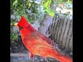 On the lookout #birds #nature #birdlovers #shortsfeed #shorts #birdfy