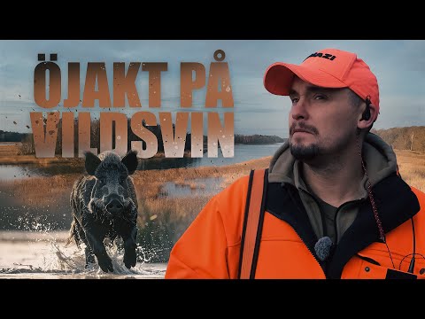 Drevjakt på vildsvin - Öjakt i skärgården | Jakt är Jakt