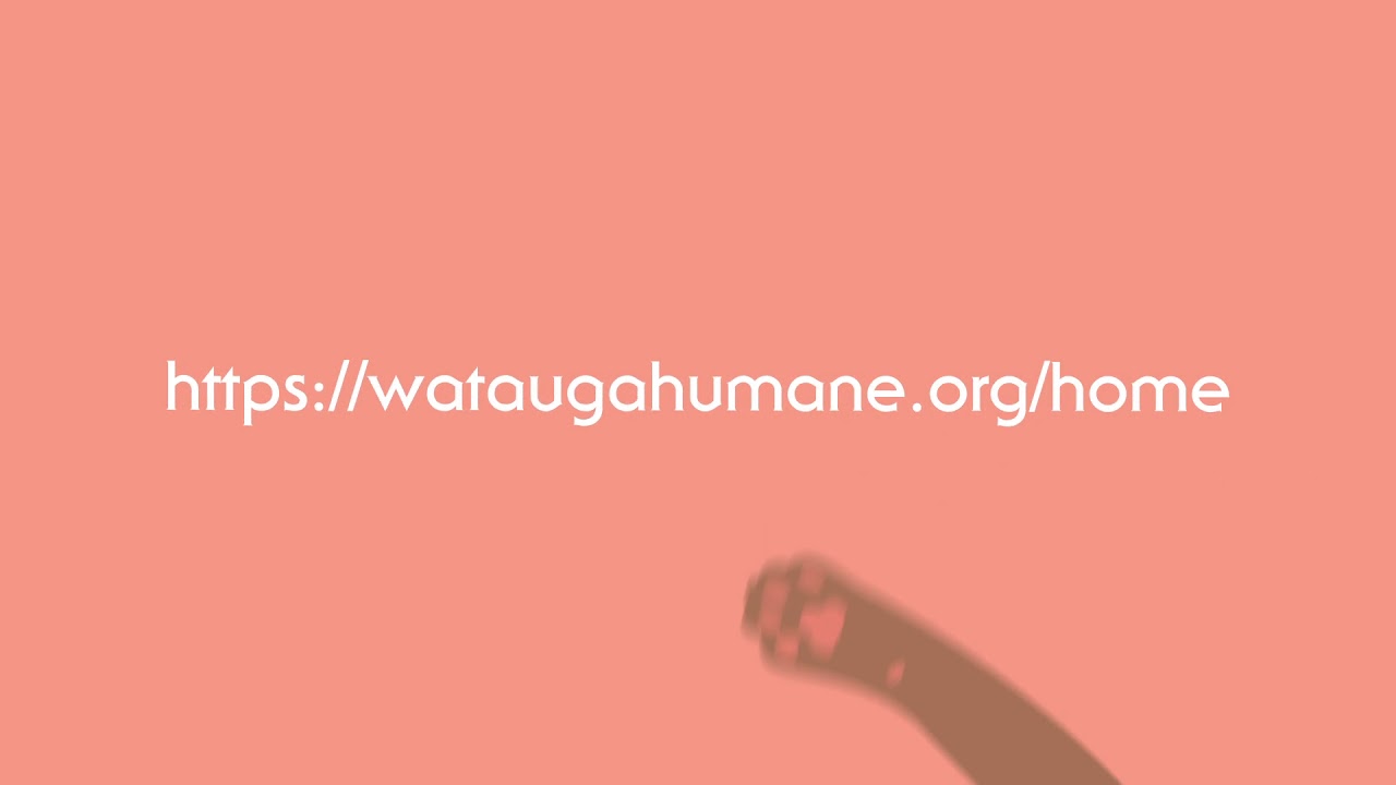 Adoption Infographic