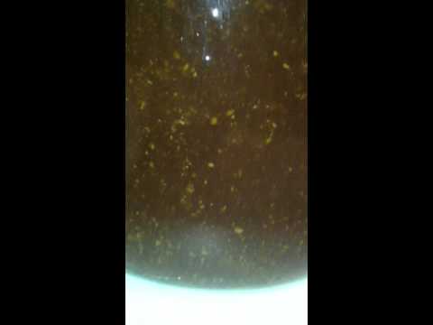 download lagu mp3 mp4 Left Hand Milk Stout Clone All Grain, download lagu Left Hand Milk Stout Clone All Grain gratis, unduh video klip Left Hand Milk Stout Clone All Grain