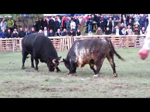 Pirgo vs Milovan Podbila 2023