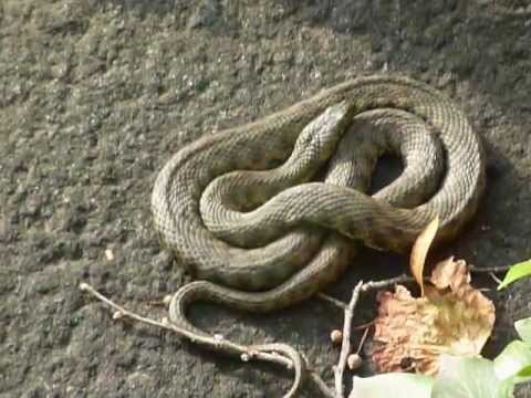 Würfelnatter in Graz