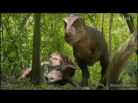 Evolución de carnívoros ( Actus Dei )