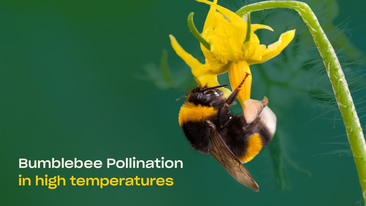 Video preview poster