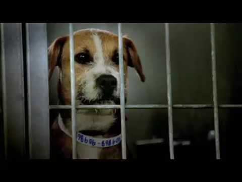 Pedigree Commercial - Mary Grace