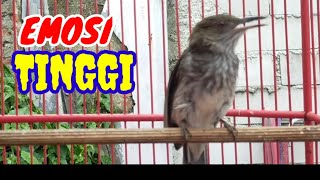 Download lagu siri siri besar gacor full isian pilihan pancing emosi lawan mp3
