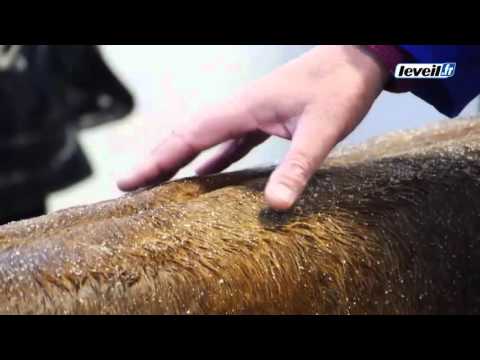 Hermès rachète les Tanneries du Puy