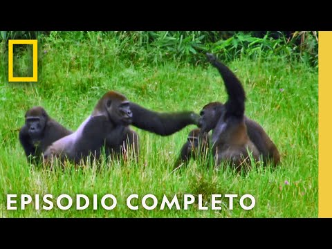 Reino de los Simios: La Gran Competencia