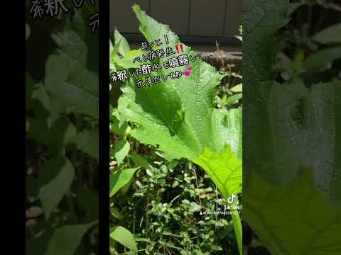 ズッキーニの種を播く前に浸したほうがよいでしょうか？  庭園