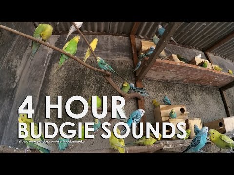 Budgie Bird Sounds 4 Hour 17 Minutes - August-11th- 2019
