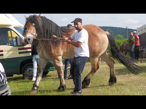 Cai de vânzare Titut de la Baciu - Cluj  2022