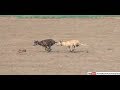 Dog Vs Rabbit Coursing Race Greyhound Coursing Dog Race 2019