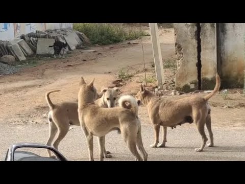Special dua for childless people -Naseeba khol de mera dog🇨🇦