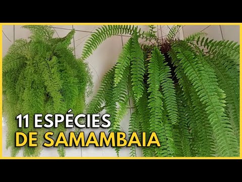 11 ESPÉCIES DE SAMAMBAIA LINDAS PARA VOCÊ CULTIVAR